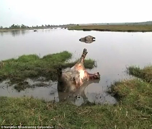 Вспышка сибирской язвы погубила больше сотни бегемотов в национальном парке