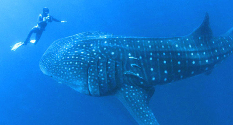 Китовая акула, запутавшаяся в сети, попросила дайвера о помощи, потянув его за руку