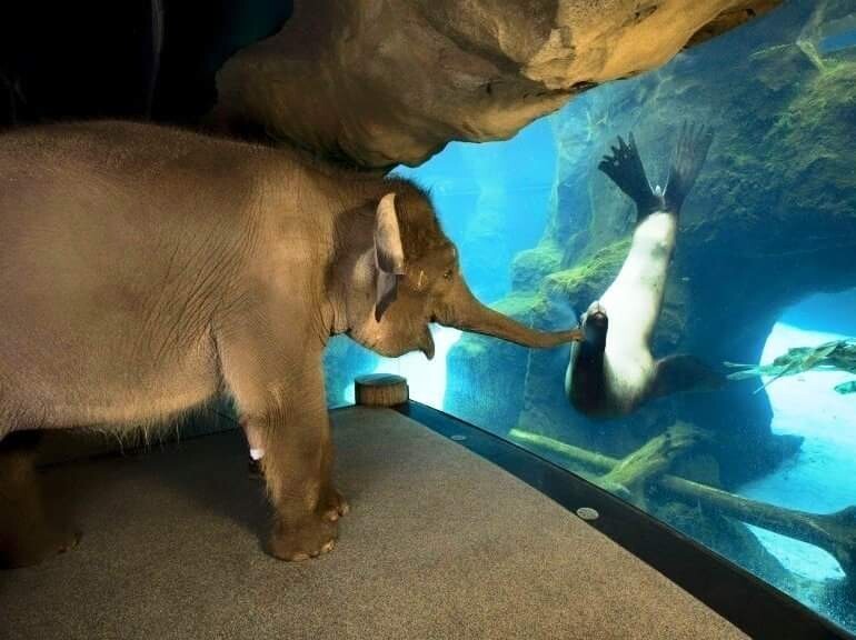 Слон увидел других обитателей зоопарка