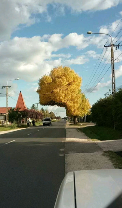 Такое вот дерево в Венгрии
