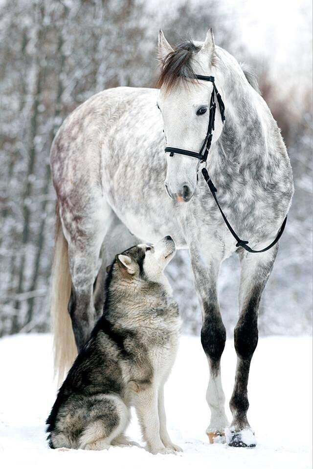 Дружба собаки с конем 