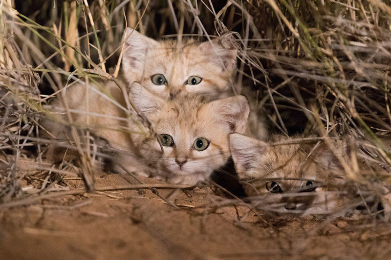 «Мы увидели три пары светящихся глаз»: ученым впервые удалось заснять котят барханного кота