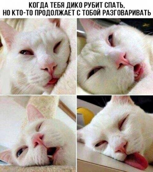 Прикольные фотомемы, которые вызовут улыбку