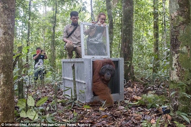 Индонезийские зоозащитники выходили и выпустили на свободу трех орангутанов