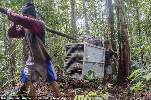 Индонезийские зоозащитники выходили и выпустили на свободу трех орангутанов