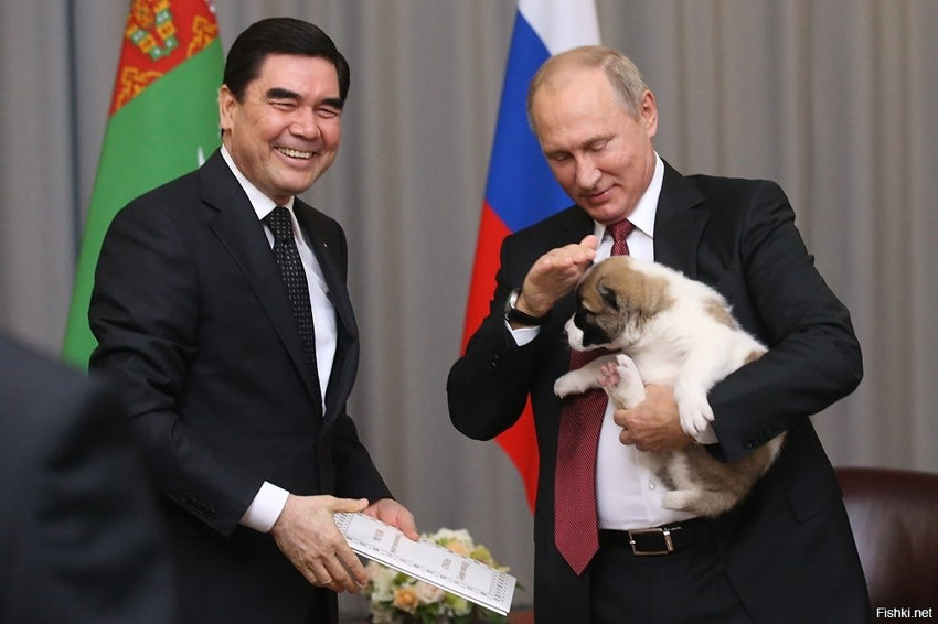 ... как Путин керпко держит щенка Алабая, за ноги, и как осторожно гладит 
Дз...