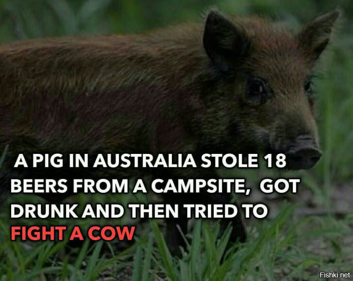 Перевод: Поросенок в Австралии украл 18 банок пива из кемпинга, напился и зат...