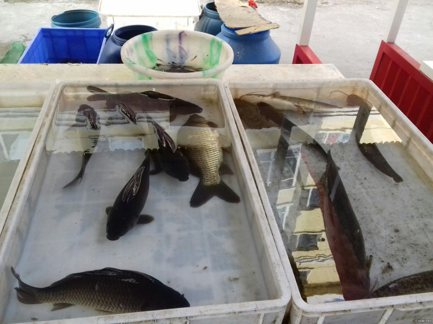 Продолжение темы ,рынок города Дуду , так сказать рыбный отдел, лягушка очень...