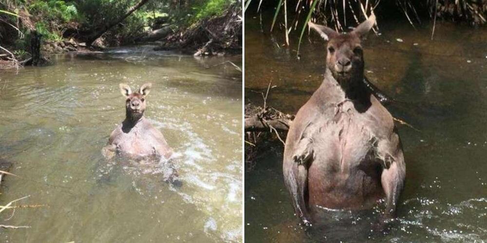 Кенгуру в воде