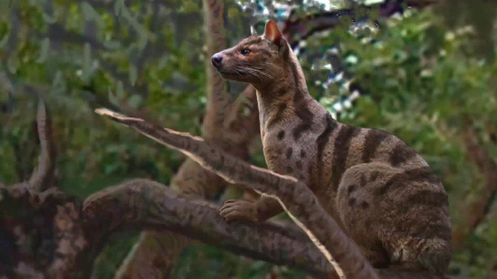 В Африке найден новый вид древних хищников — Pakakali