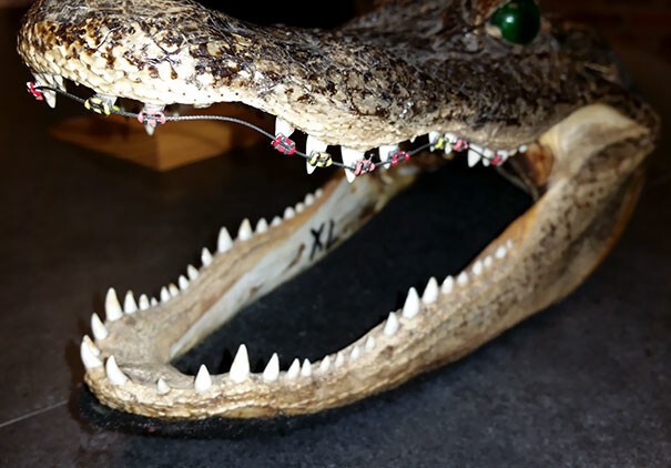 "У моего стоматолога в кабинете есть особенная голова крокодила.."