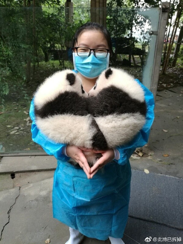 Панда есть любовь 