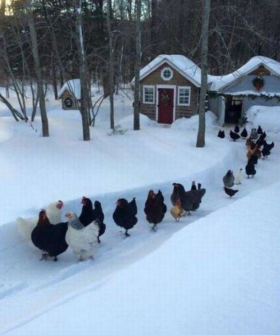 Курицы на прогулке 