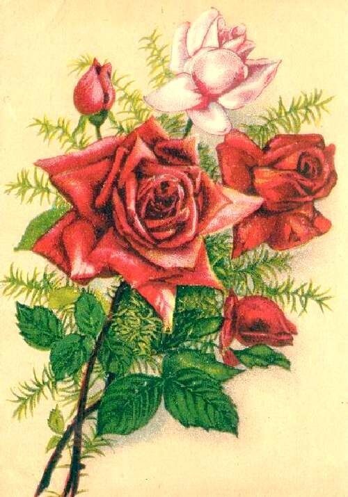 Советские почтовые открытки. Открытки Цветы. 1940-1950 гг