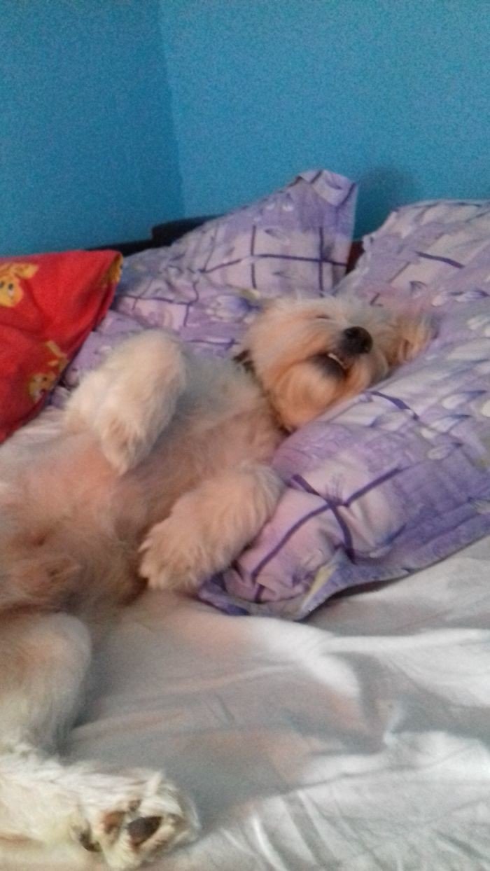 "Мой пес с детства предпочитает спать на подушке"