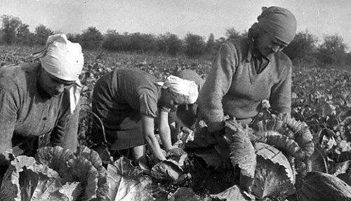 Вся правда о том, что делали советские интеллигенты, когда ездили «на картошку»