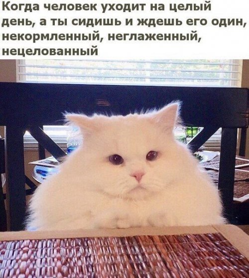 Новые прикольные фотомемы