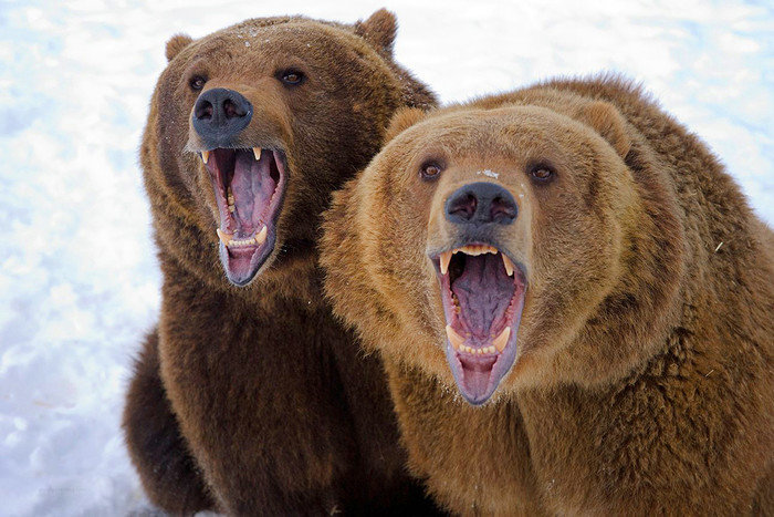 В Северодвинске закрыли кладбище из-за оголодавших медведей