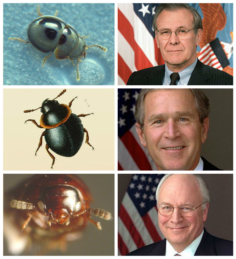 Интересная история с тремя плесневыми жуками, похожими между собой и названных в честь Джорджа Буша, Дика Чейни и Дональда Рамсфелда