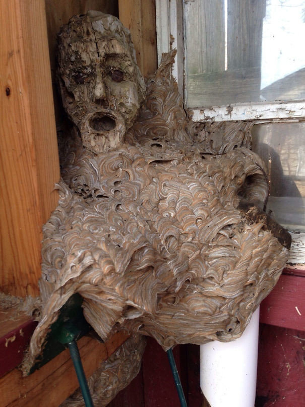 Осиное гнездо, построенное вокруг старой деревянной статуи