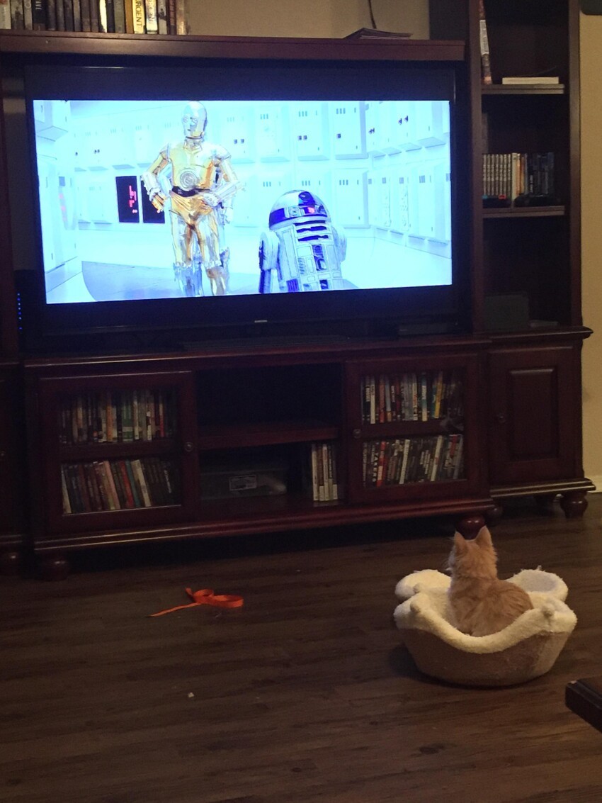 Котенок за просмотром "Звездных войн"