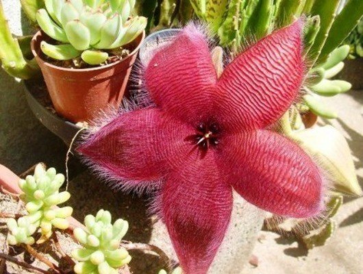Цветок «Морская Звезда» (Starfish flower)