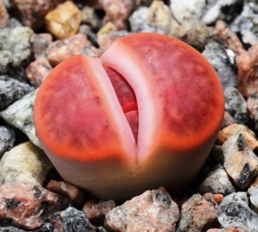 Литопс с карасских гор (Lithops karasmontana)