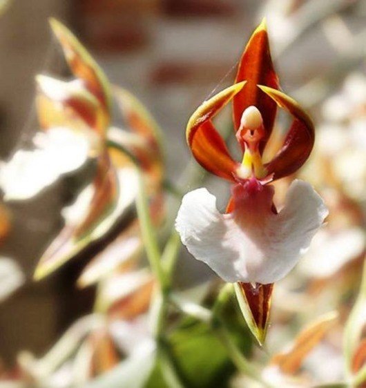 Орхидея-балерина (Ballerina orchid)