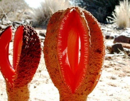 Хиднора (Hydnora Africana)