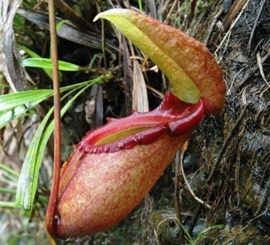 Непентес Раджа (Nepenthes rajah)