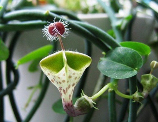 «Ceropegia haygarthii»