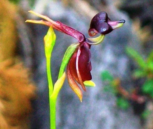 Орхидея «Летящая Утка» (Flying duck orchid)