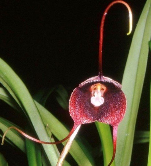 Орхидея «Dracula benedictii»