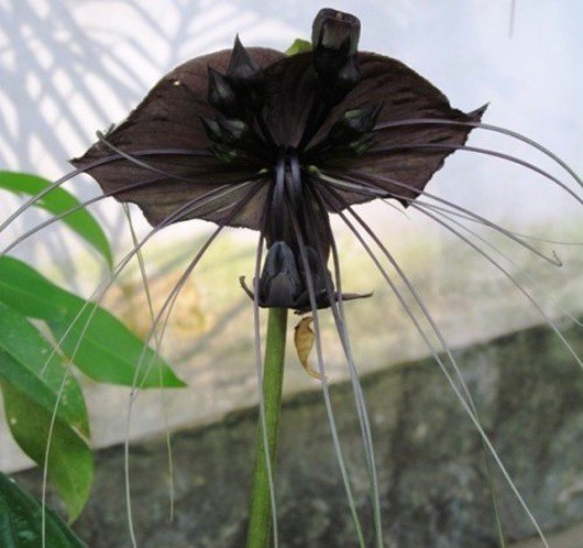 Такка Шантрье (Black bat flower)