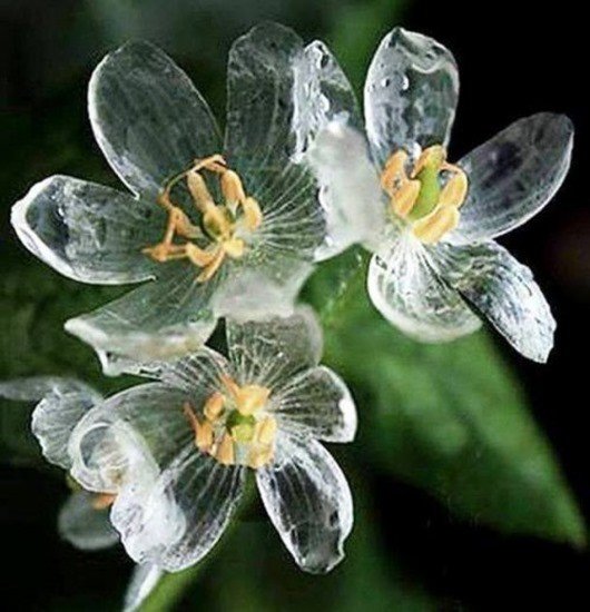 Двулистник (Skeleton flower)
