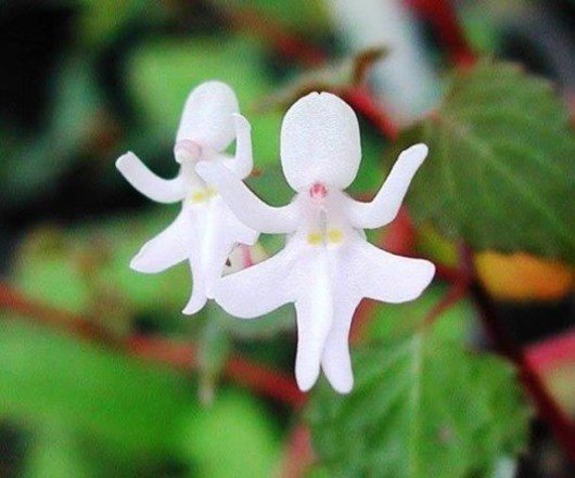 Орхидея «Танцующие Девушки» (Impatiens Bequaertii)