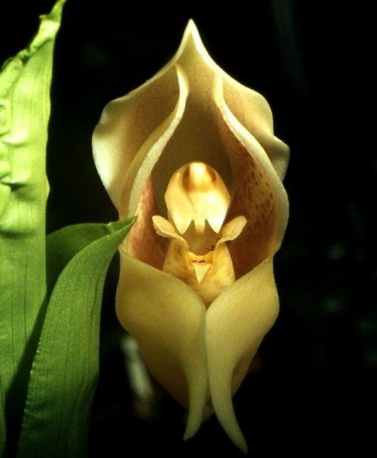 Орхидея «Младенцы в Пелёнках» (Swaddled babies orchid)