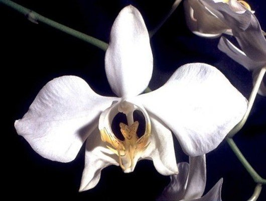 Фаленопсис (Moth orchid)