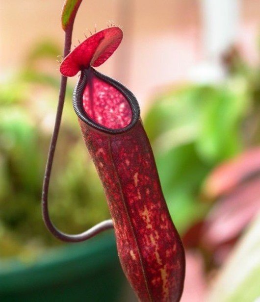 «Nepenthes distillatoria»