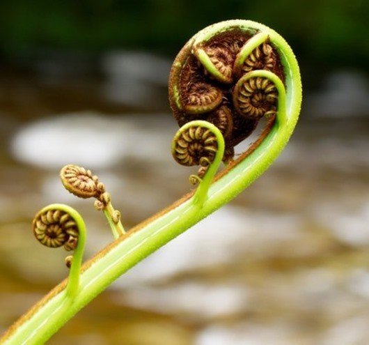 Рахисы папоротника (Fiddlehead fern)