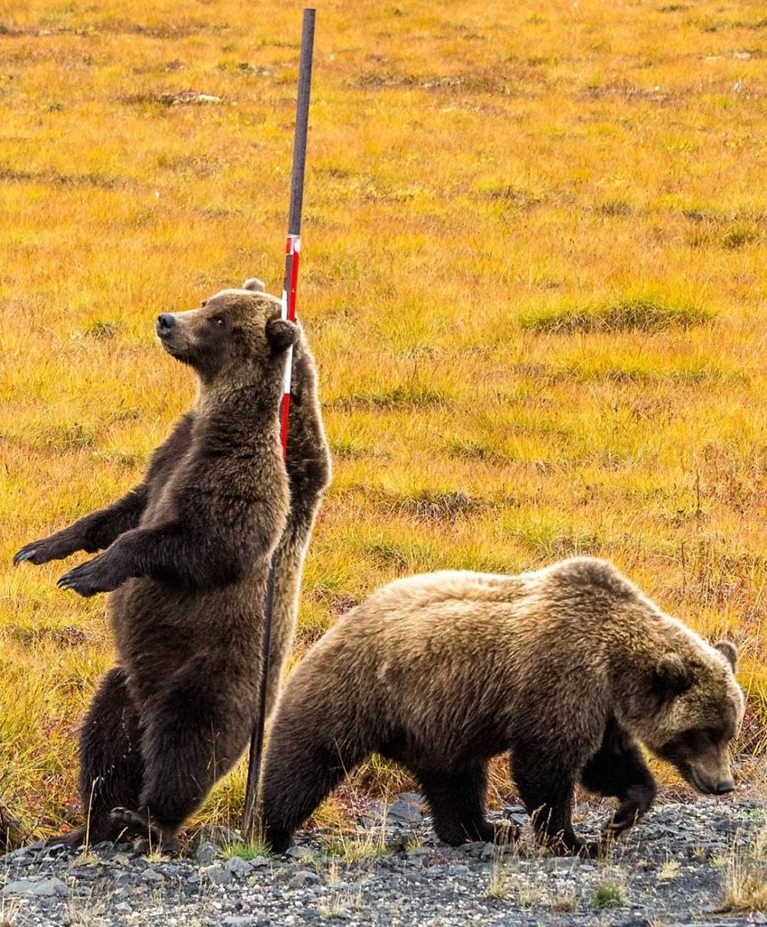 Трутся спиной медведи: гризли нашли на обочине дороги идеальный столб, чтобы почесаться