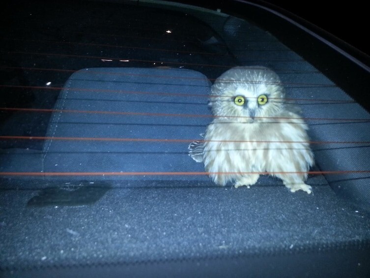 "Эта сова залетела в окно машины на ходу. Три часа думал, как вытащить ее оттуда"