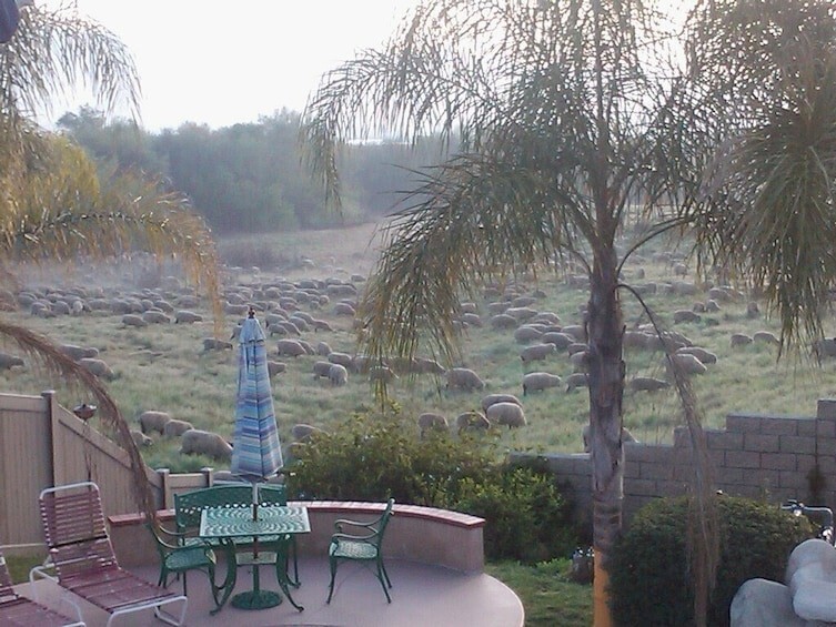 Не с кофе: "Проснувшись в 7 утра от звуков за окном, я увидел огромное стадо овец"