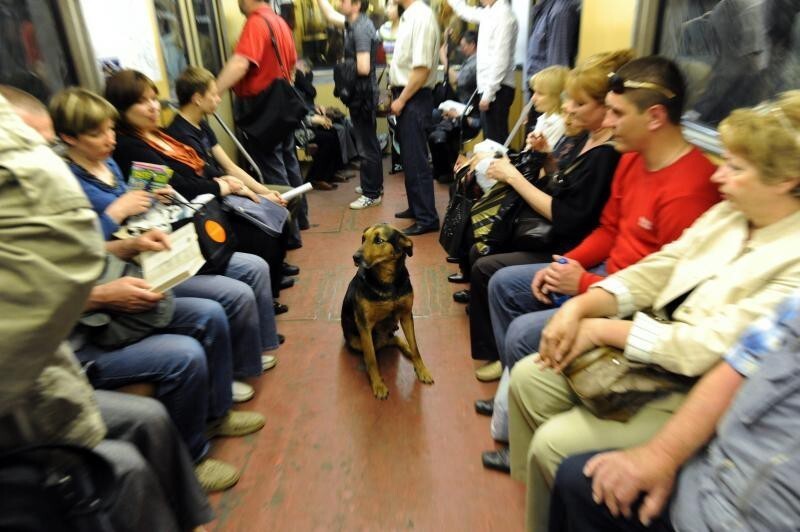 Как бродячие собаки ориентируются в московском метро