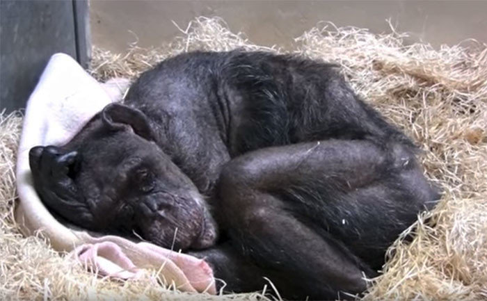 59-летняя шимпанзе по кличке Мама слишком устала бороться за свою жизнь и просто лежала и ждала, когда придёт её час