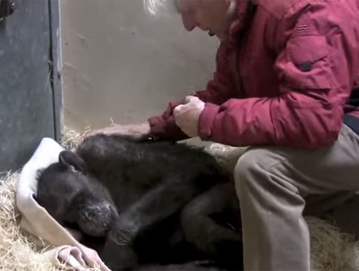 Узнав о том, что Мама заболела, профессор биологии и сравнительной физиологии Ян ван Хофф, который знал эту шимпанзе с 1972 года, приехал, чтобы попрощаться с ней