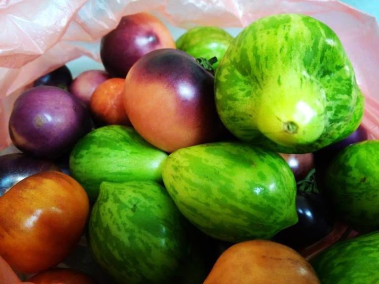 Липецкие фермеры вырастили необычные томаты на президентский грант