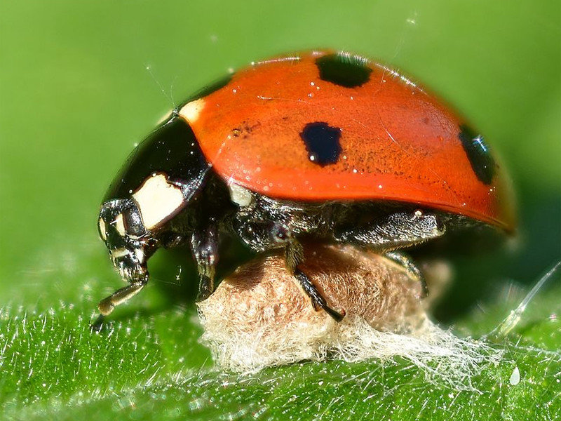 Dinocampus coccinellae (Вид семейства бракониды (Braconidae))