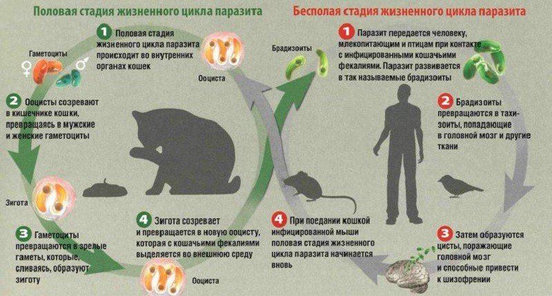 Токсоплазма (Toxoplasma gondii)