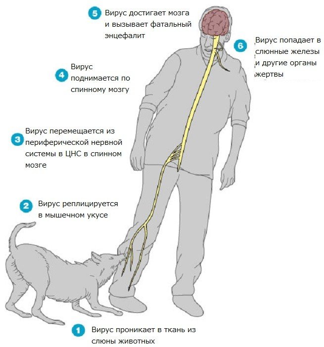 Вирус бешенства (Rabies virus)